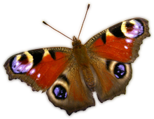Peacock butterfly