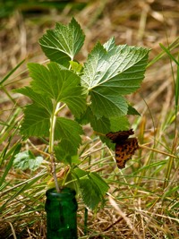 a comma butterfly ovipositing on black currant